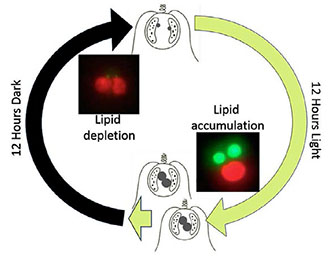 C. tobin displays photoperiod controlled cell division and lipid metabolism